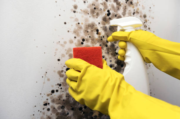 Best Black Mold Removal  in USA